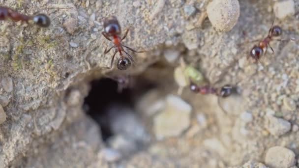 Közelkép Vagy Makró Felvétel Földön Dolgozó Hangyákról Járkálnak Fészkükből Kiváló — Stock videók