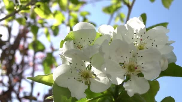 Baharda Hareket Eden Şeftali Çiçekleri Yüksek Kalite Görüntü — Stok video