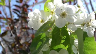 Baharda hareket eden şeftali çiçekleri. Yüksek kalite 4k görüntü
