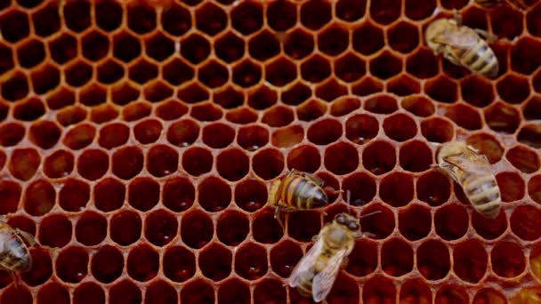 Fleißige Bienen Bewegen Sich Auf Bienenwaben Makroaufnahme Aus Nächster Nähe — Stockvideo