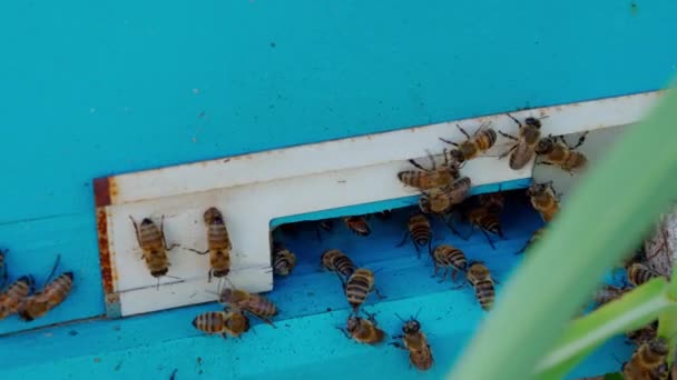 Zamknij Ujęcie Pszczół Nad Skrzynką Pszczelarską Próbując Wydostać Się Pudełka — Wideo stockowe