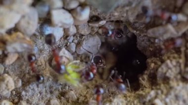 Yaklaş ya da yerde çalışan karıncaların makro görüntüsünü çek. Yuvalarına girip çıkıyorlar. Yüksek kalite 4k görüntü
