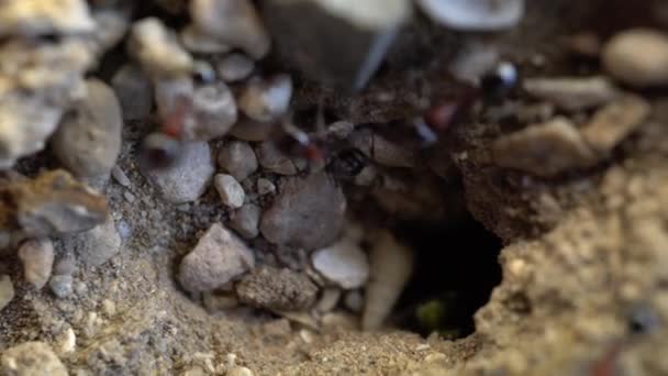 Primer Plano Macroplano Hormigas Trabajando Tierra Entrando Saliendo Nido Imágenes — Vídeos de Stock