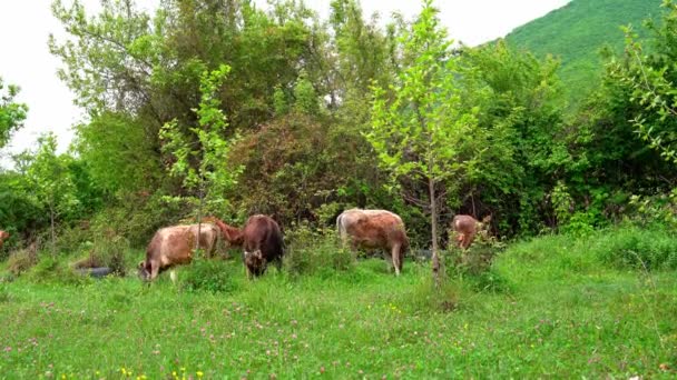Jonge Bruine Koeien Grazen Wilde Natuur Hoge Kwaliteit Beeldmateriaal — Stockvideo