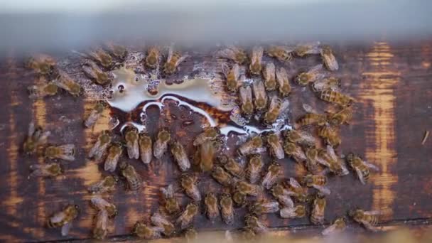 Занятые Пчелы Двигаются Сотам Улья Закройте Макро Снимок Высококачественные Кадры — стоковое видео