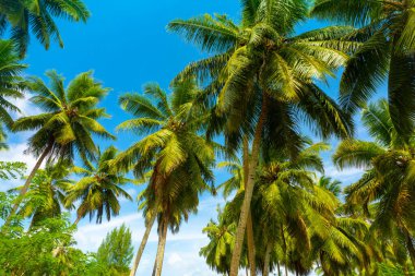 Güneşli bir günde sahilde hindistan cevizi palmiyeleri. La Digue Adası, Seyşeller
