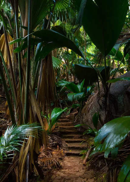 Vallee De Mai Palmiye Ormanı. Mayıs Vadisi, Praslin Adası, Seyşeller