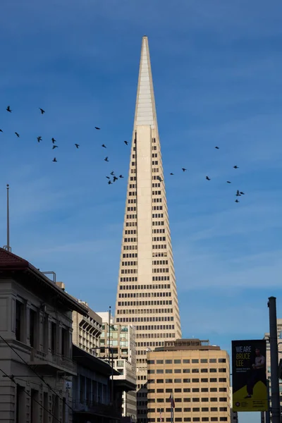 San Francisco Usa Februari 2022 Närbild Transamerica Pyramid Med Flock — Stockfoto