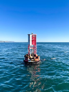Pasifik Okyanusu 'ndaki güvertede dinlenen deniz aslanları.