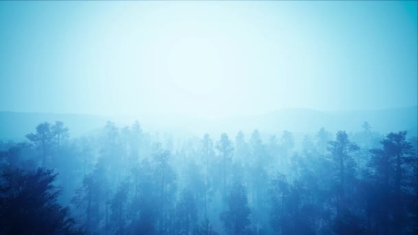 Літаючи Над Блакитним Лісом — стокове відео