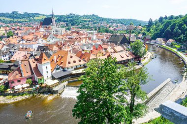 Bahçedeki sarı ayçiçeği