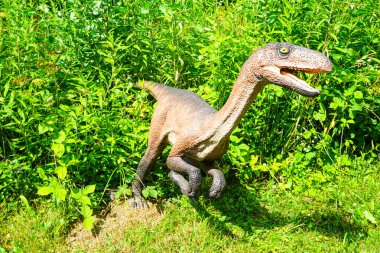 Bahçedeki sarı ayçiçeği