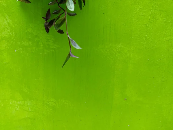 Szőlő Lógó Szobanövények Zöld Alapon Stock Kép
