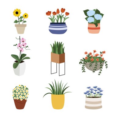 Saksıda farklı ev çiçekleri. Düz vektör illüstrasyonu
