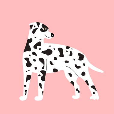 Beyaz benekli şirin Dalmaçyalı köpek pembe arka planda izole edilmiş.