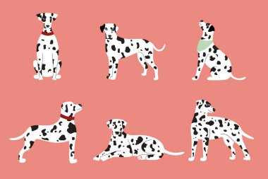 Pembe arka planda beyaz benekli Dalmaçyalı köpekler.