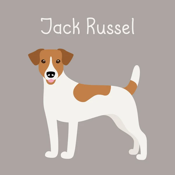 Jack Russell Terrier köpek