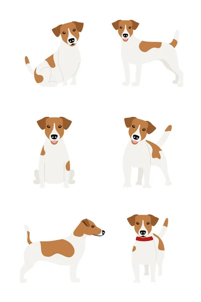 Conjunto de poses de la raza Jack Russell Terrier sobre un fondo blanco — Vector de stock