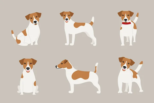 Conjunto de poses de la raza de perros Jack Russell Terrier — Archivo Imágenes Vectoriales