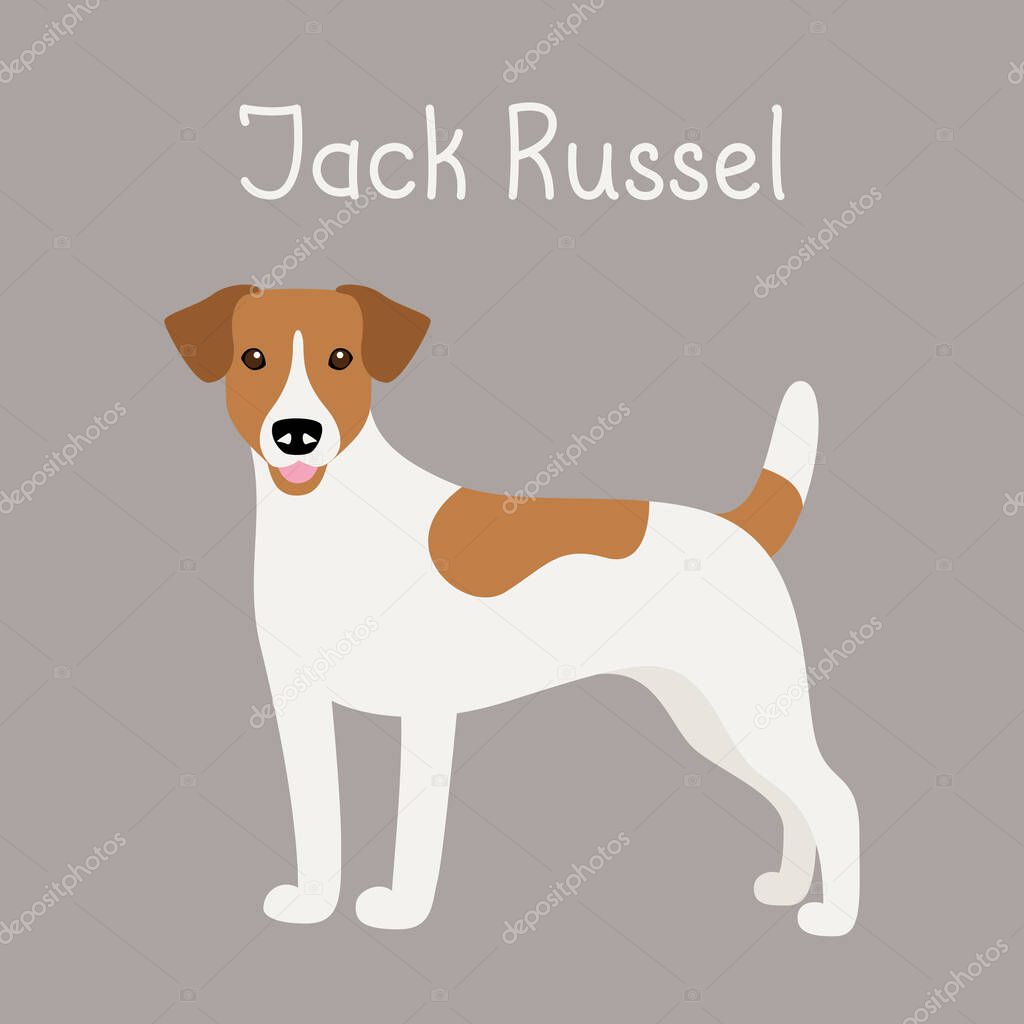 Purebred Jack Russell Terrier dog. Vector illustration of a cute character