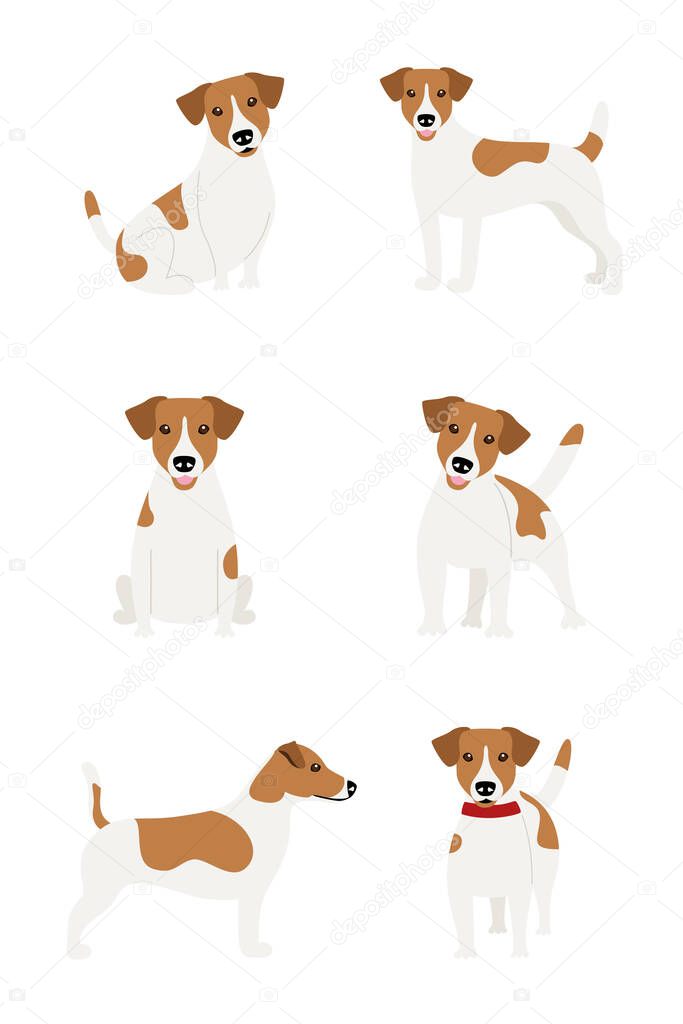 Set of poses of the Jack Russell Terrier dog breed on a white background