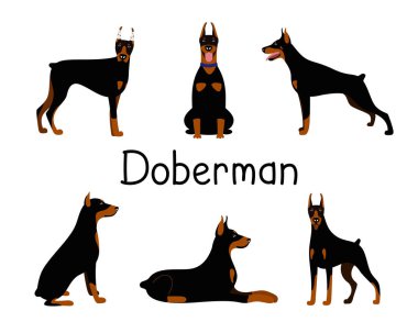 Doberman Pinscher köpek cinsinin bir dizi pozu.