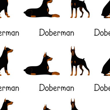 Doberman Pinscher köpek cinsinin bir dizi pozundan kusursuz desenler.