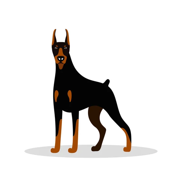 Vector cute dog Doberman Pinscher — Stock Vector