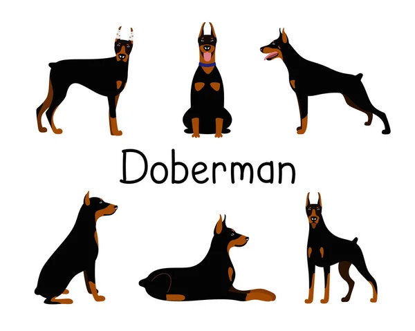 Doberman Pinscher köpek cinsinin bir dizi pozu. — Stok Vektör