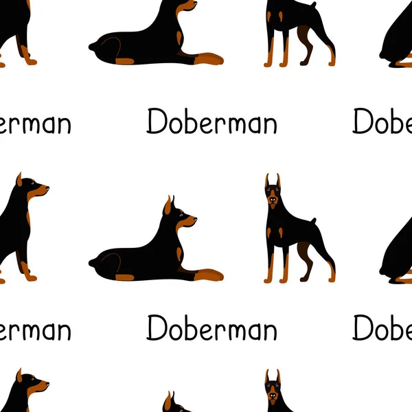 Doberman Pinscher köpek cinsinin bir dizi pozundan kusursuz desenler. — Stok Vektör