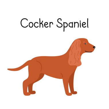 Beyaz bir arka planda yaşayan köpek, Amerikan ya da İngiliz Cocker Spaniel.