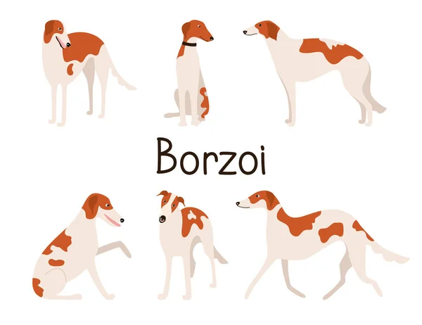 異なるポーズでロシアの犬のグレイハウンドまたはボルゾイの犬の品種 — ストックベクタ