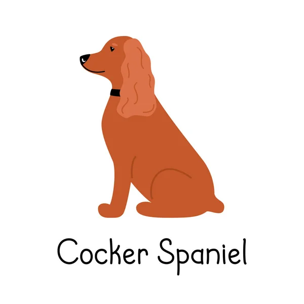 Patrón sin costura con canino Americano o Inglés Cocker Spaniel raza de perro — Vector de stock