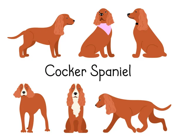 Canine American or English Cocker Spaniel dog breed on a white background in different poses — Stock Vector