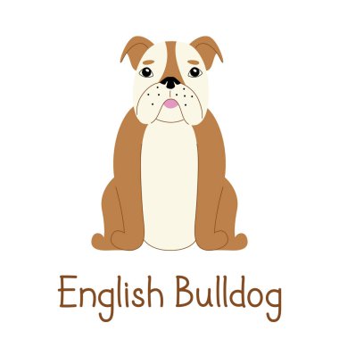 Beyaz bir arka plan üzerinde İngilizce Bulldog