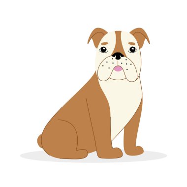 Beyaz bir arka plan üzerinde İngilizce Bulldog