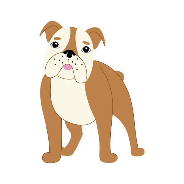 Bulldog anglais sur fond blanc — Image vectorielle