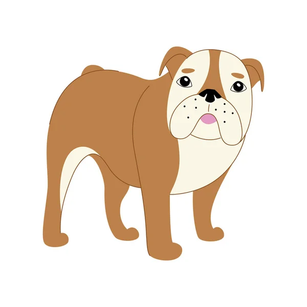 Bulldog anglais sur fond blanc — Image vectorielle