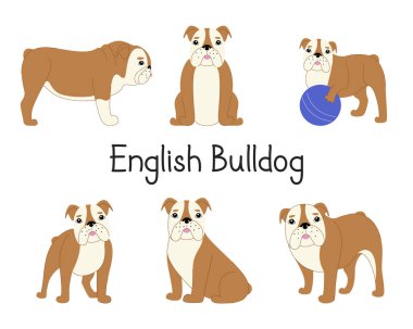 Farklı pozlarda bir grup İngiliz Bulldog.