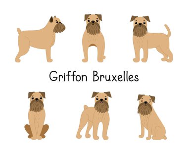 Farklı pozlarda şirin Griffon Brüksel 'li köpek yavruları.