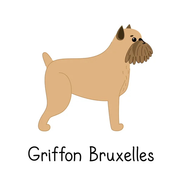 Griffon bonito de Bruxelas com a assinatura —  Vetores de Stock