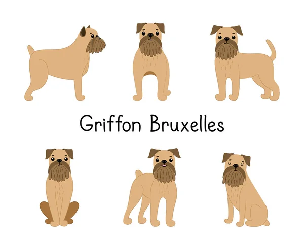Farklı pozlarda şirin Griffon Brüksel 'li köpek yavruları. — Stok Vektör