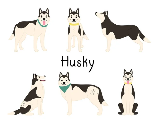 Sibirya Husky cinsinden bir grup oyuncu köpek. — Stok Vektör