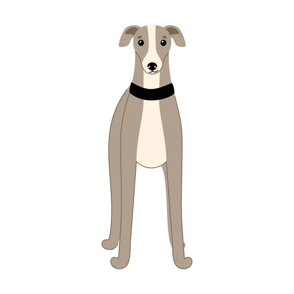Cão bonito Italiano raça Greyhound isolado no fundo branco —  Vetores de Stock