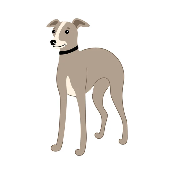 Dog of breed Italian Greyhound sits isolated on a white background — Vetor de Stock