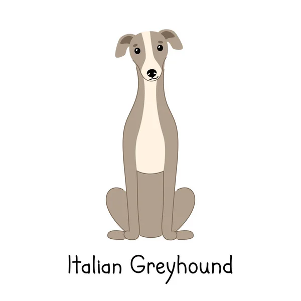 Dog of breed Italian Greyhound sits isolated on a white background —  Vetores de Stock