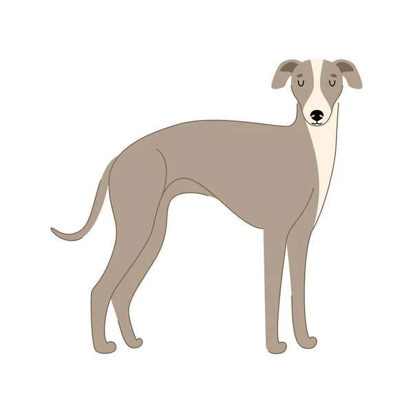 Lindo perro italiano galgo crianza aislado en blanco fondo — Vector de stock
