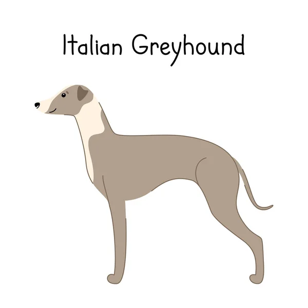 Beyaz arka planda izole edilmiş şirin bir İtalyan köpeği. — Stok Vektör