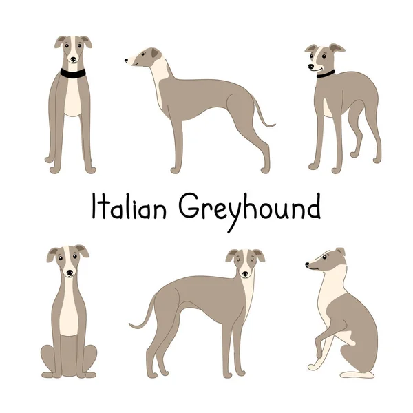 Bir çift köpek farklı pozlarda İtalyan tazısı üretir. — Stok Vektör