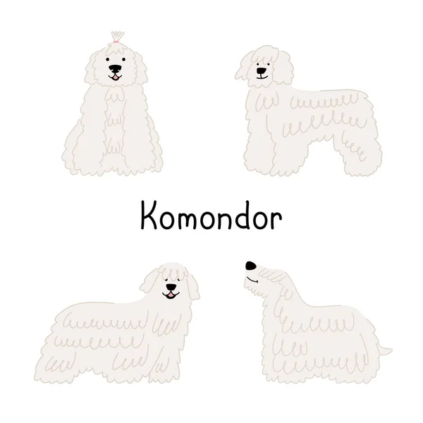 Bir çift köpek türü Komondor veya Macar çoban köpeği farklı pozlarda.